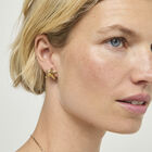 Small starfish earrings